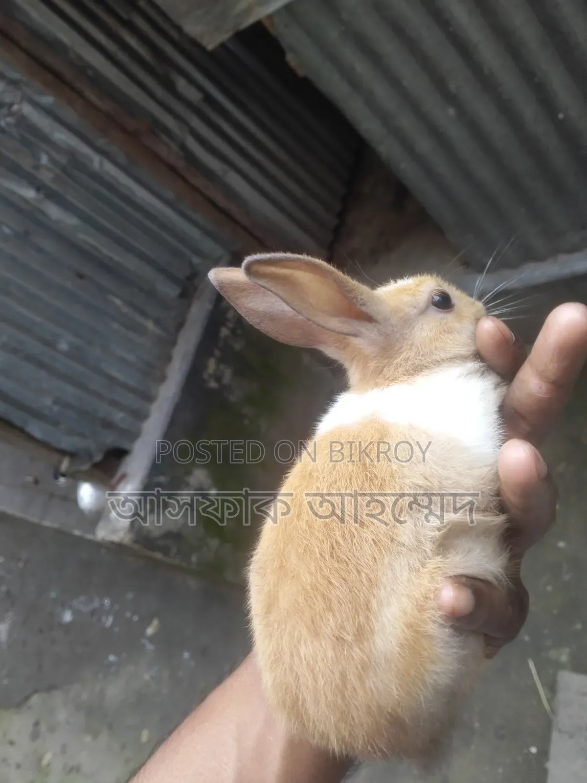Rabbits for sale