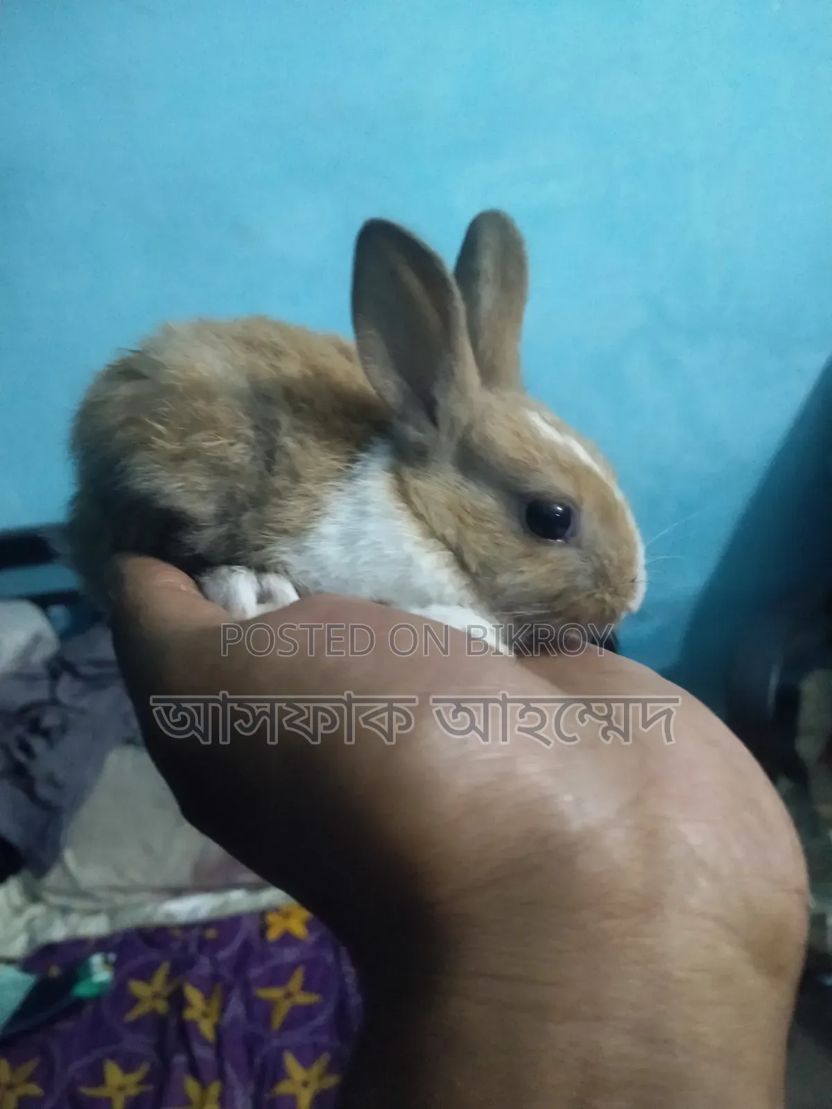 Rabbits for sale