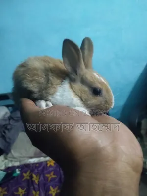 Rabbits for sale