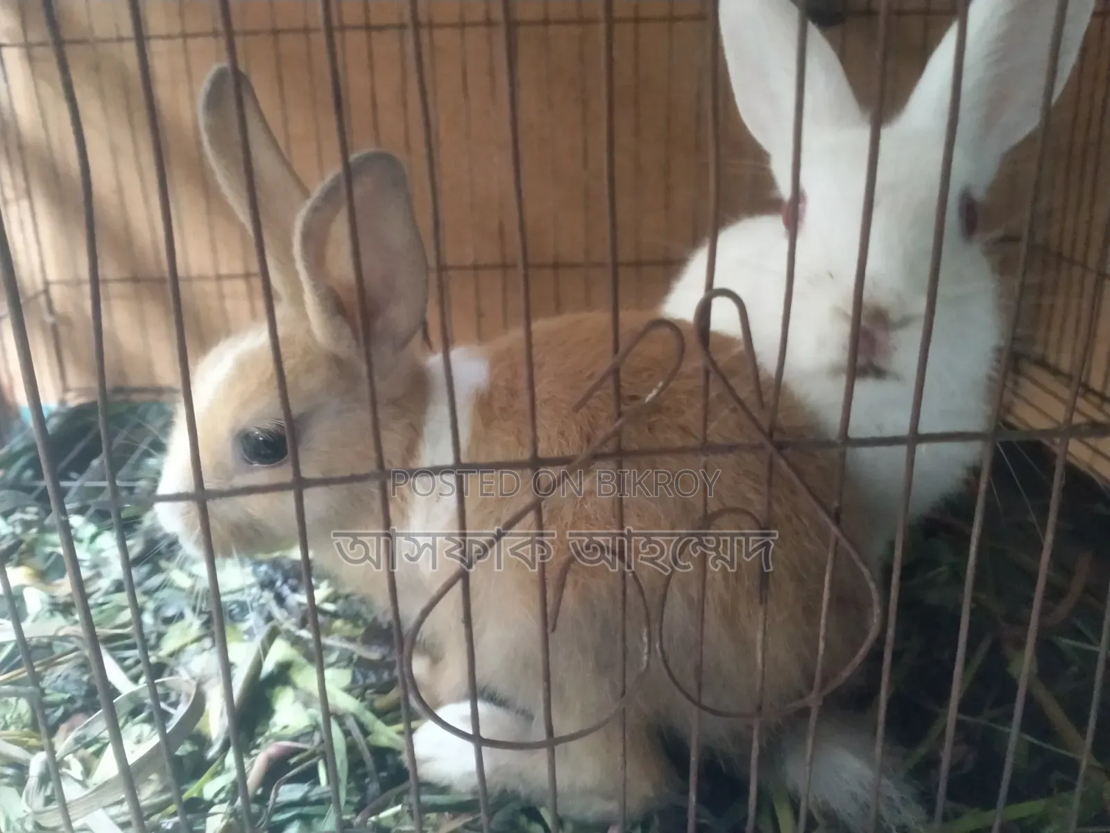 Rabbits for sale