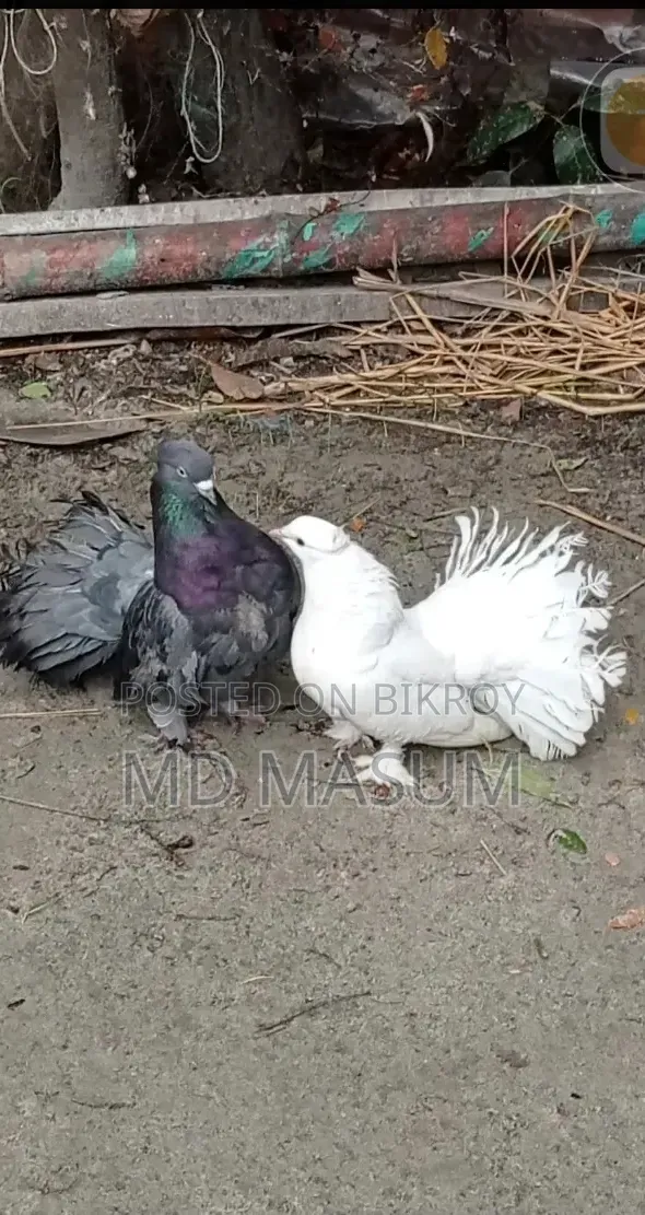 Very good pair of pigeons