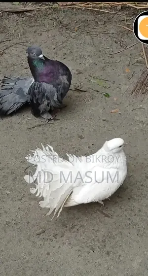 Very good pair of pigeons