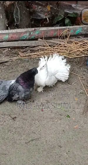 Very good pair of pigeons