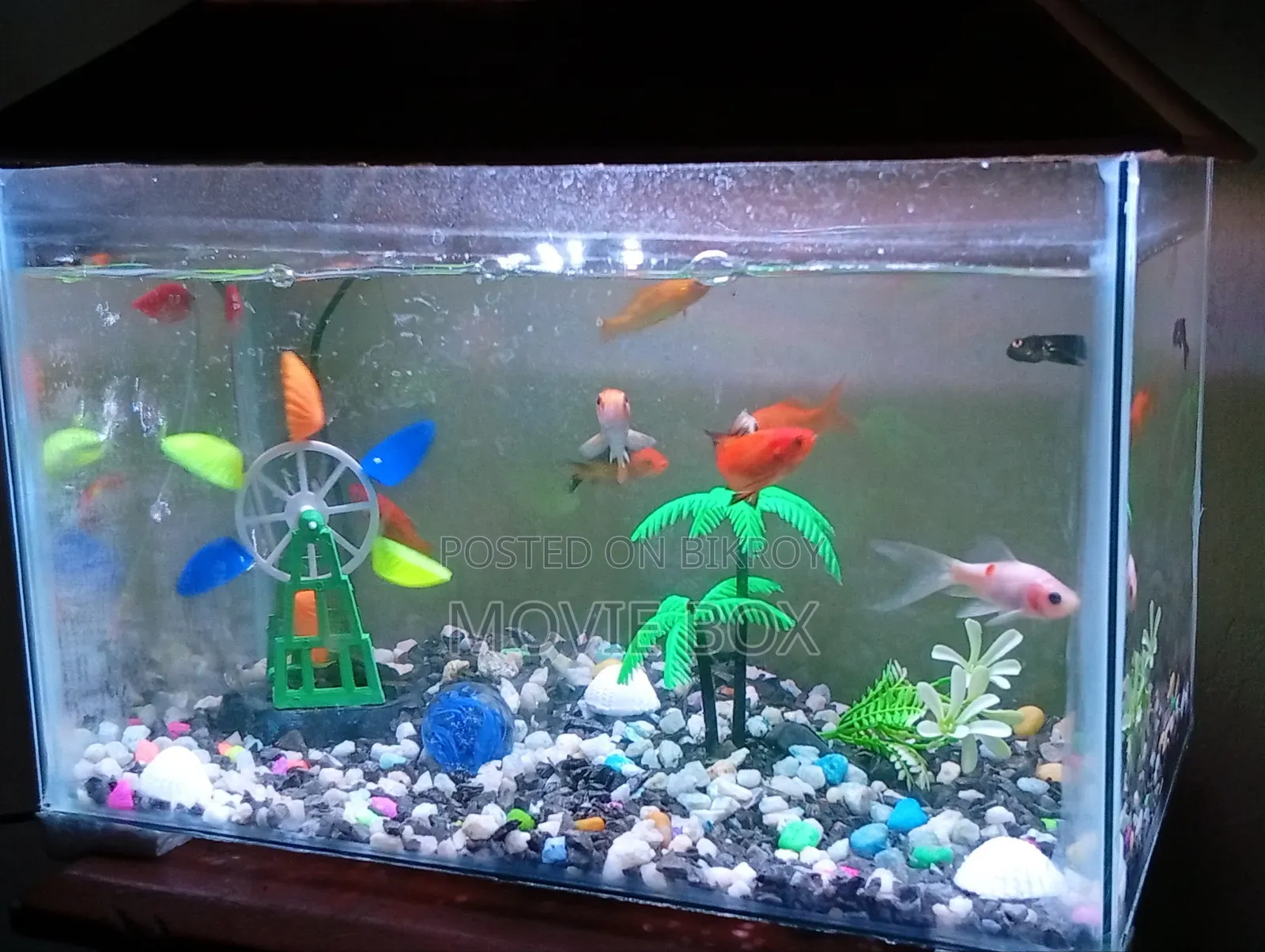 13" Glass Aquarium Set With Fish, Oxygen Pump Led Light