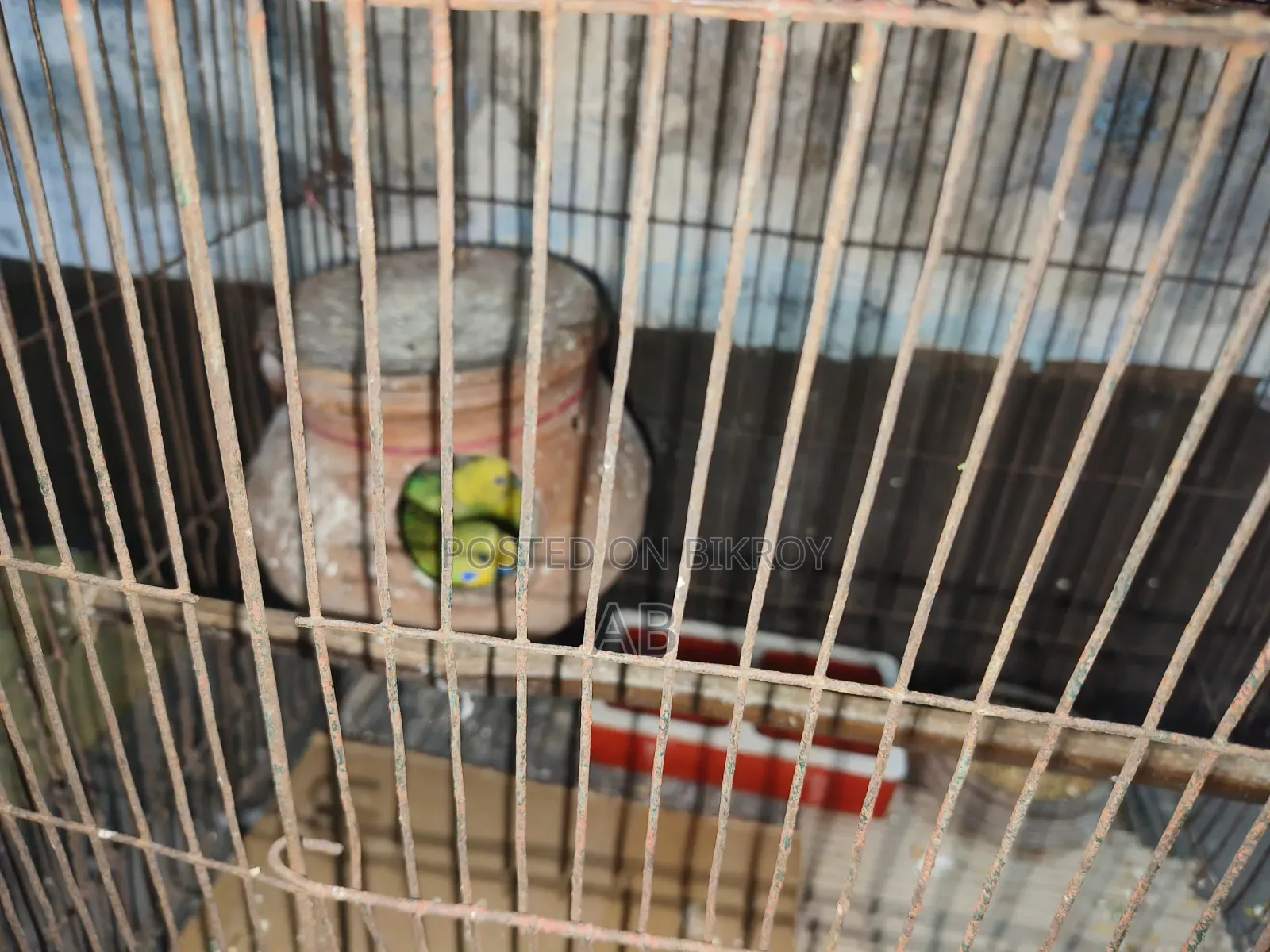 Budgerigar birds for sale