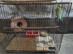 Budgerigar birds for sale