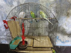 Budgerigar birds for sale