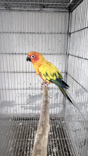 Sun Conure DNA pair