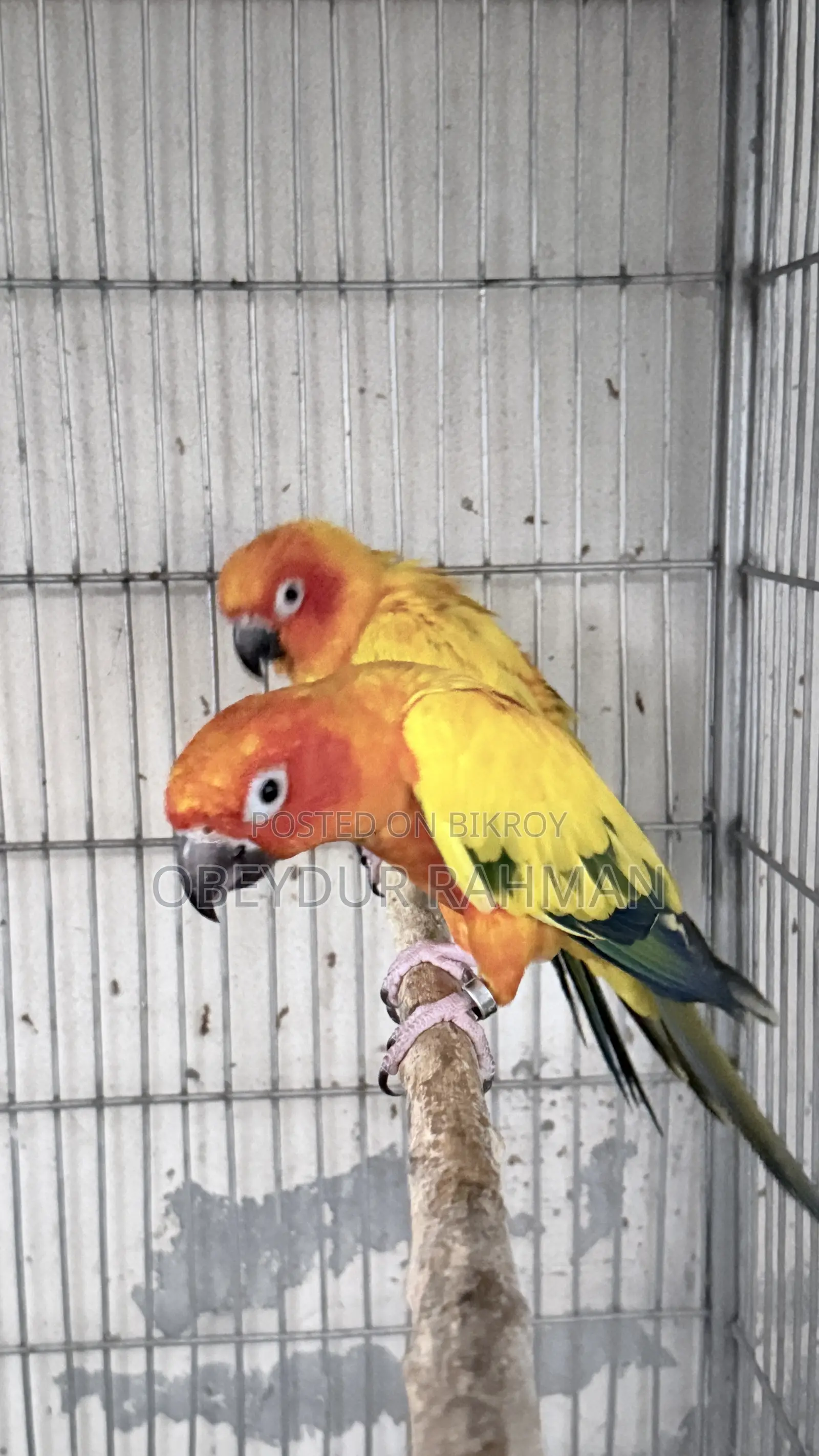 Sun Conure DNA pair