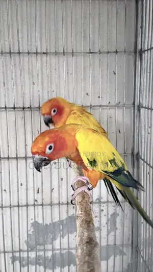 Sun Conure DNA pair