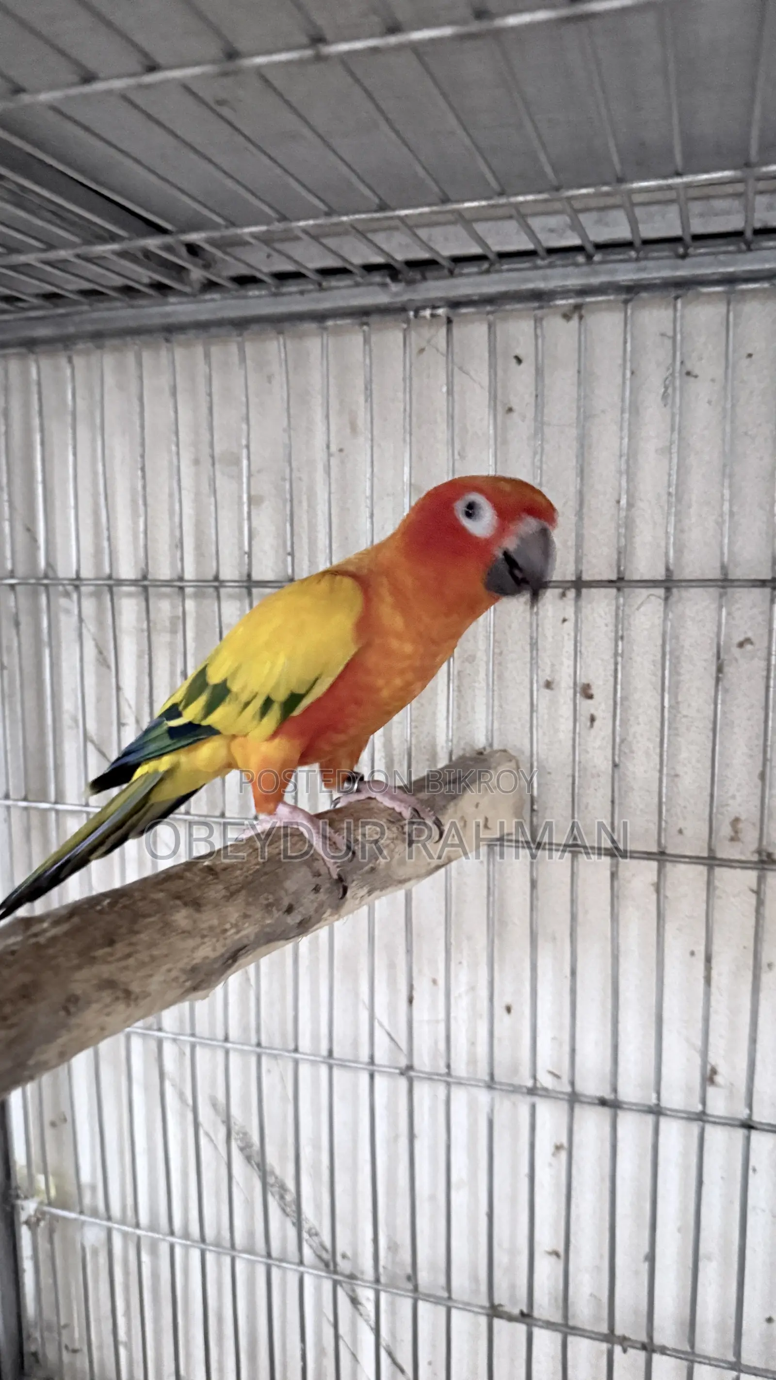 Sun Conure DNA pair
