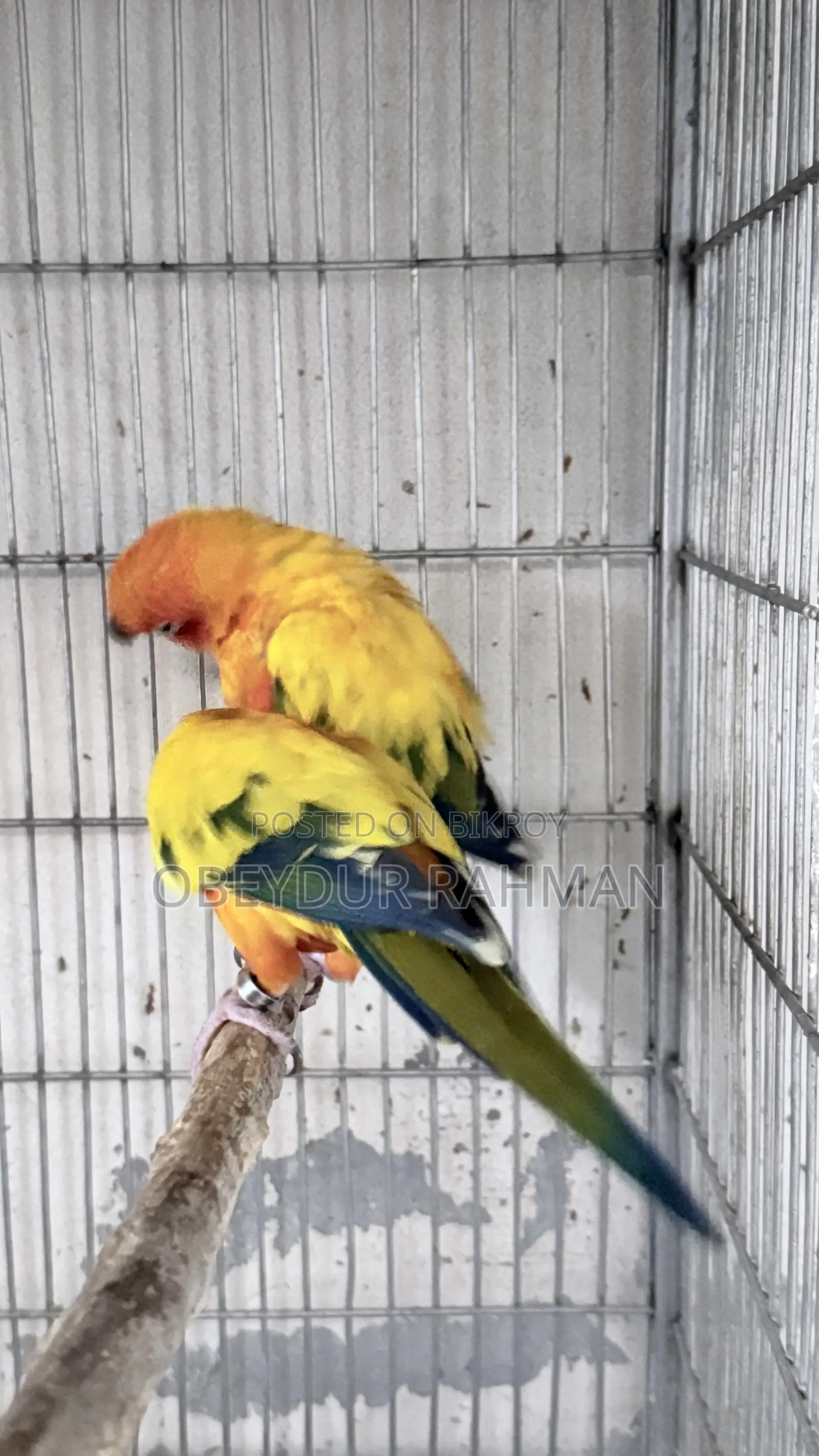 Sun Conure DNA pair
