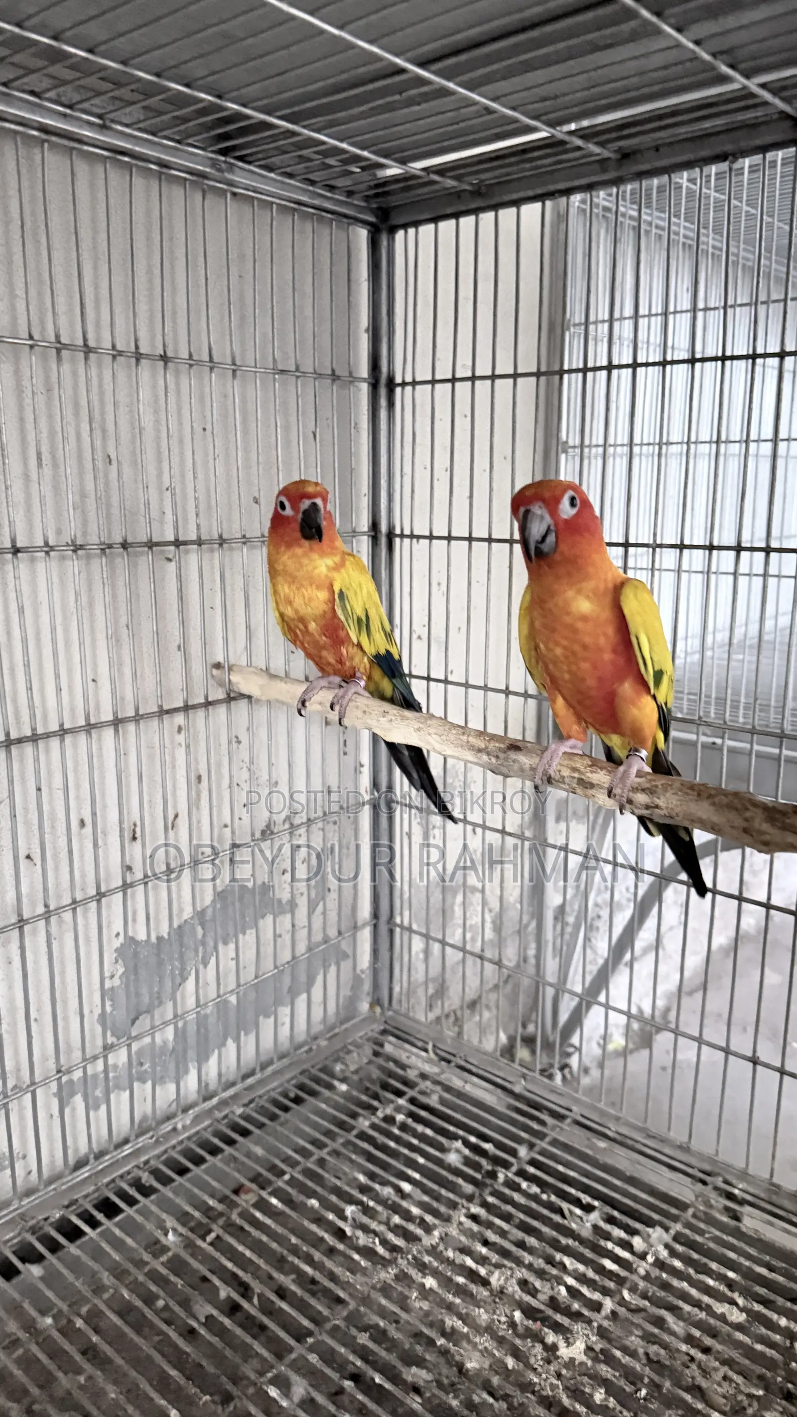 Sun Conure DNA pair