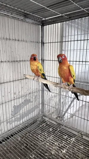 Sun Conure DNA pair