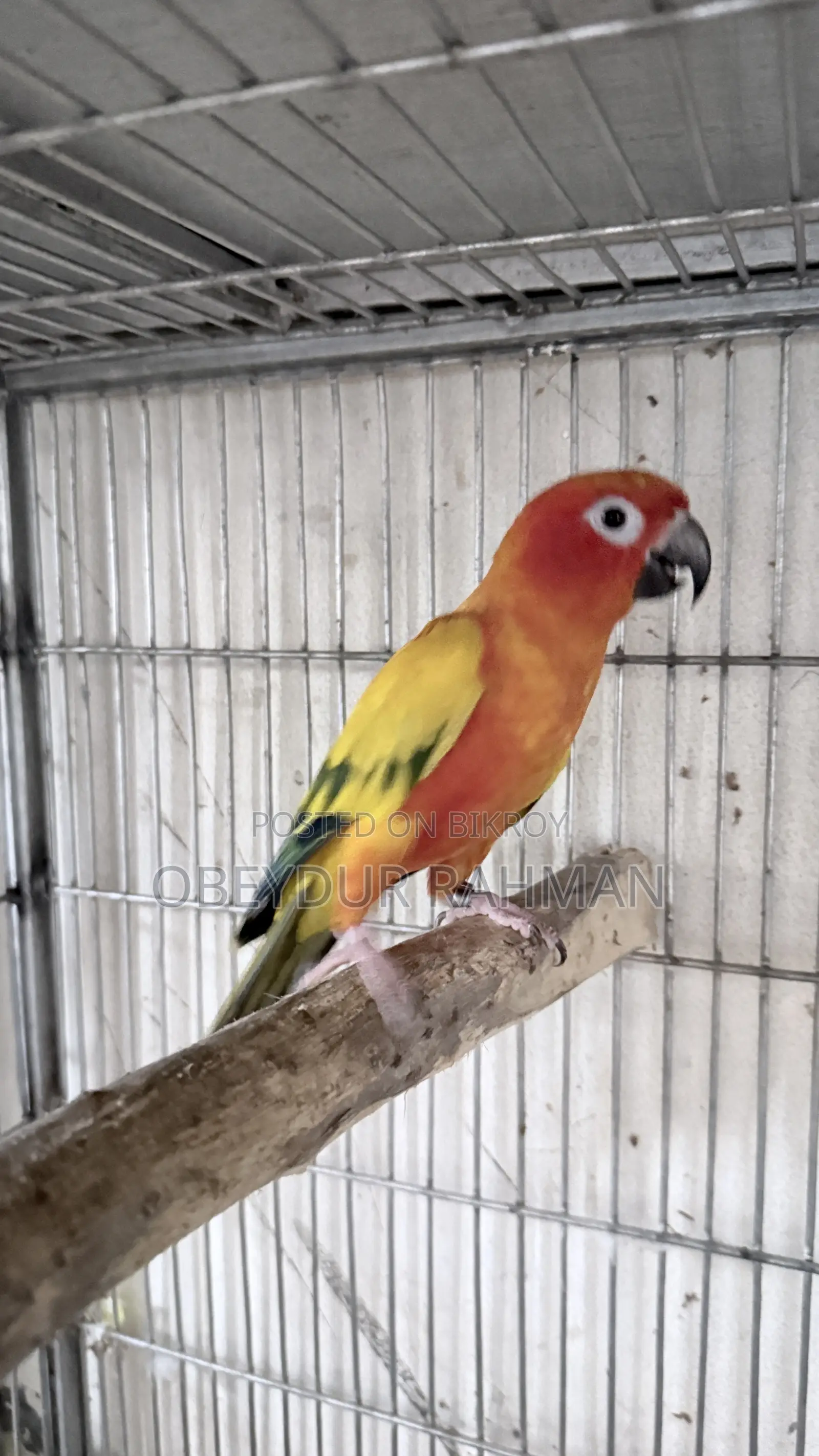 Sun Conure DNA pair