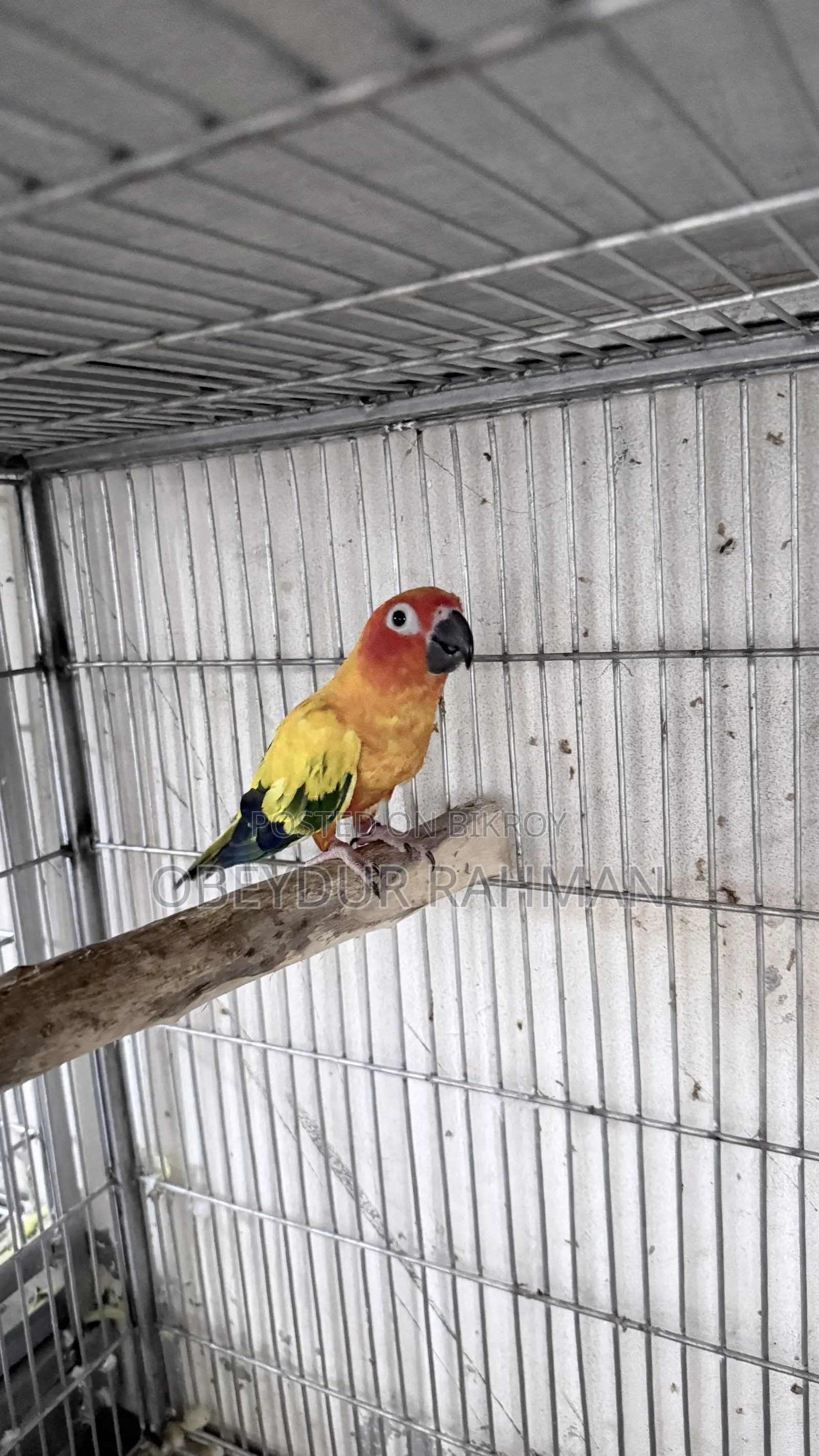Sun Conure DNA pair