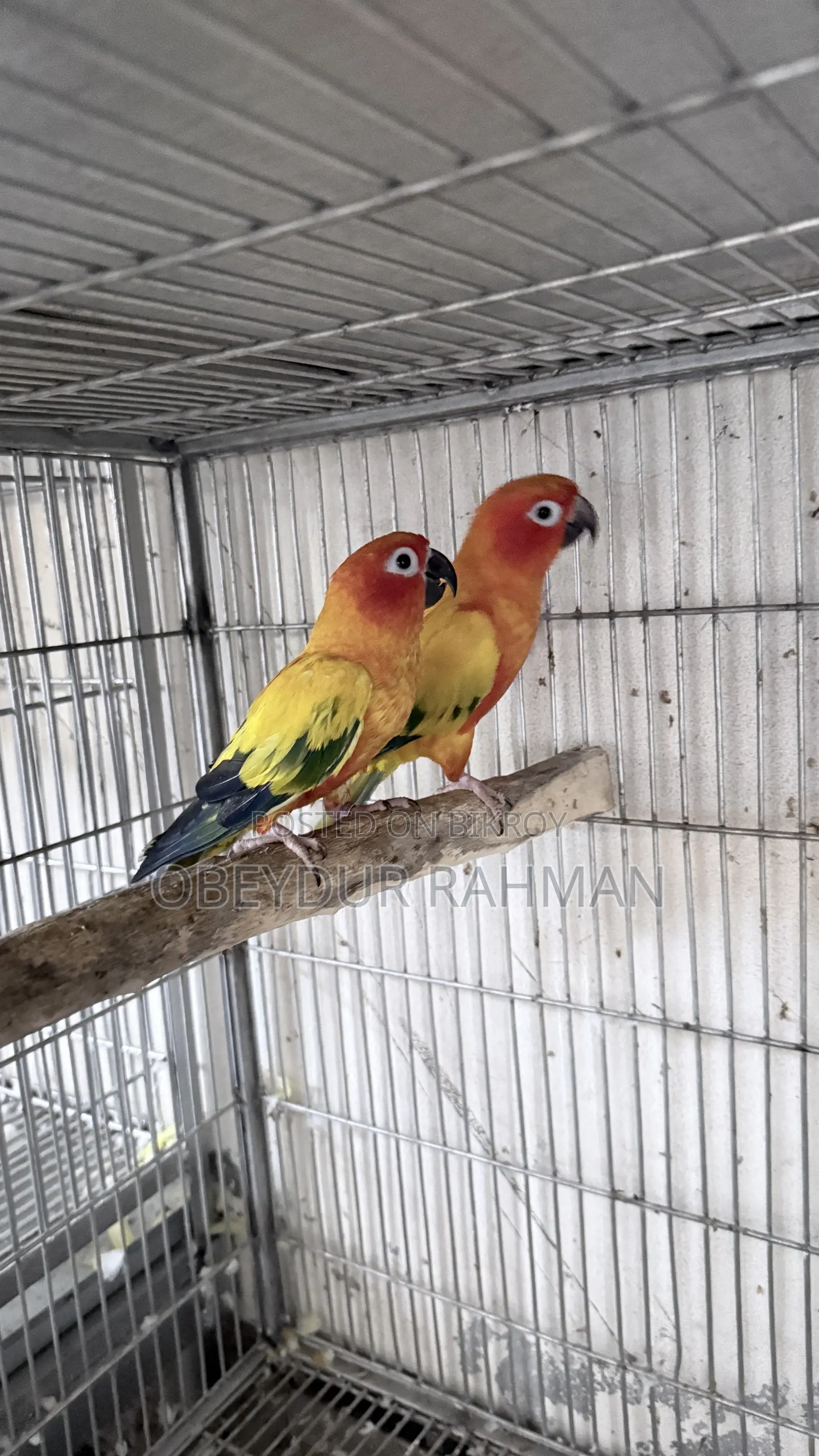 Sun Conure DNA pair