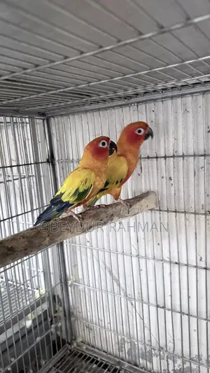 Sun Conure DNA pair