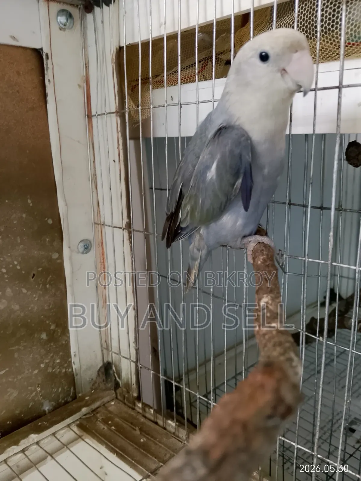 Violet Love Bird
