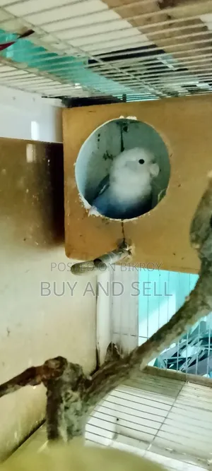 Violet Love Bird