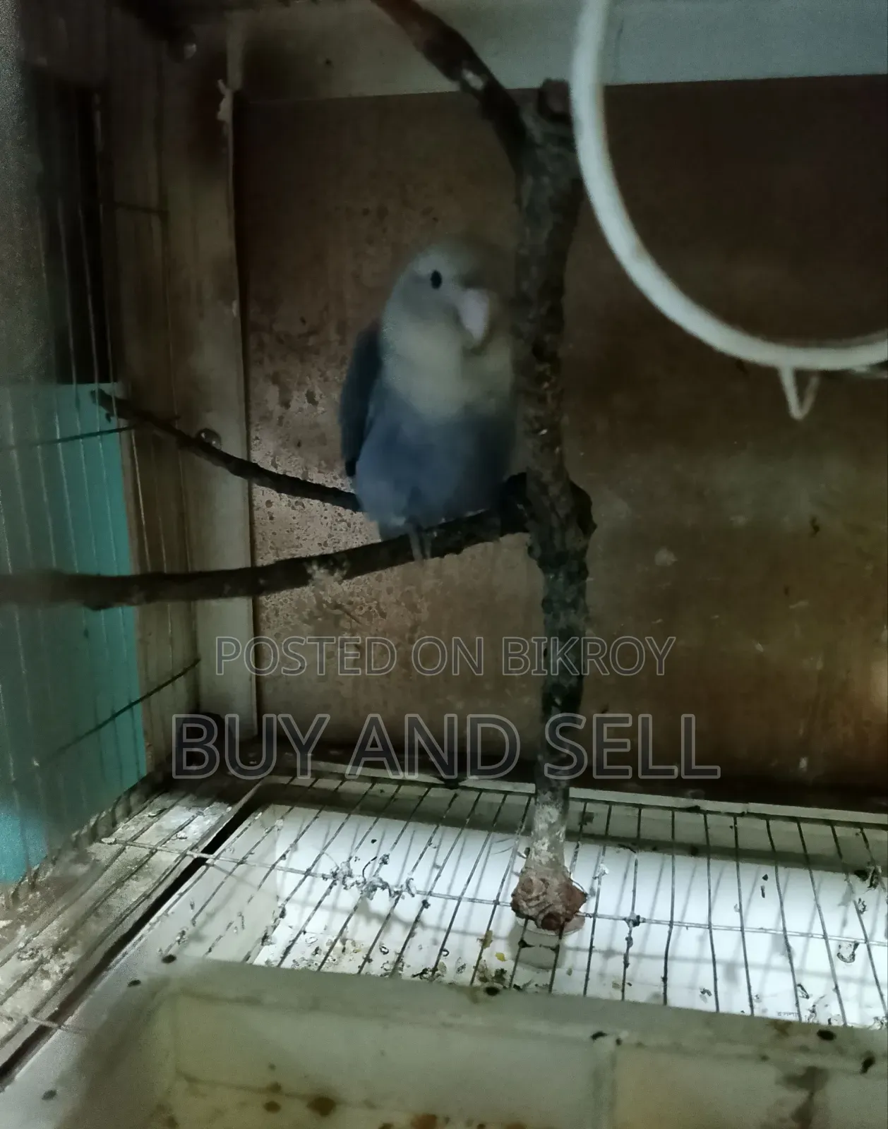 Violet Love Bird