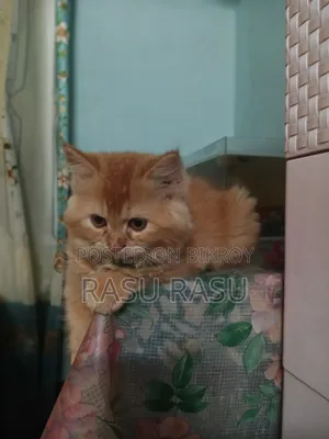 1-3 Months Female Purebred Persian