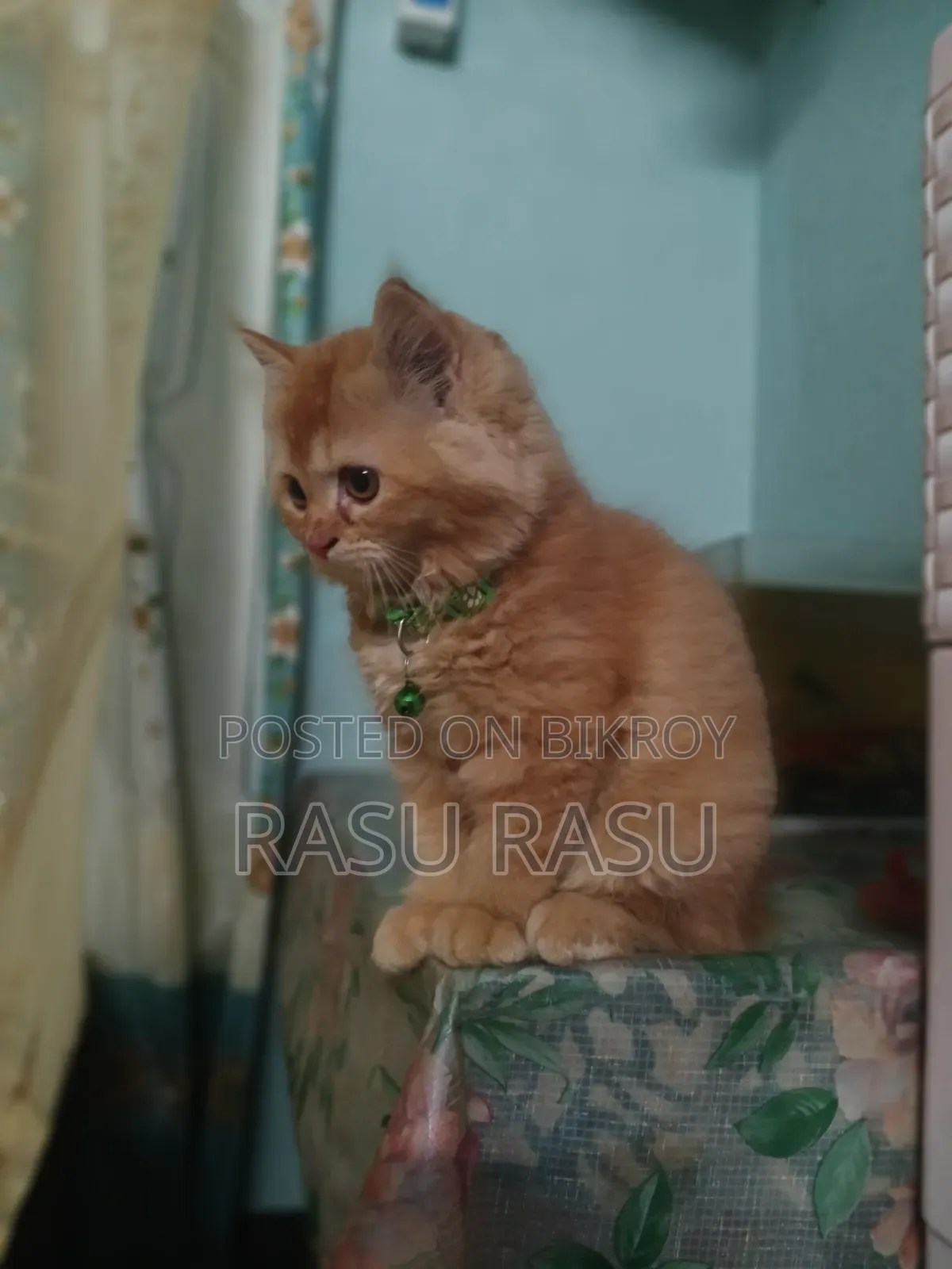 1-3 months Female Purebred Persian