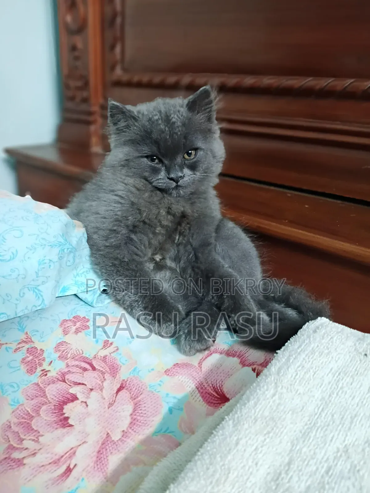 1-3 months Female Purebred Persian