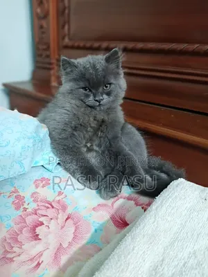 1-3 months Female Purebred Persian