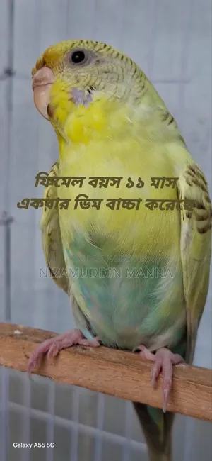 Budgerigar bird sell