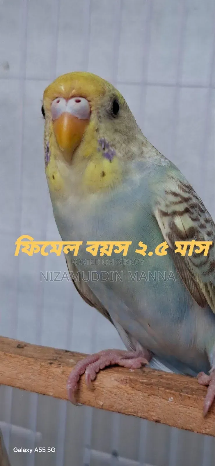 Budgerigar bird sell