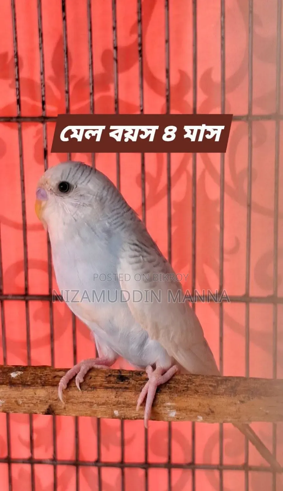 Budgerigar bird sell