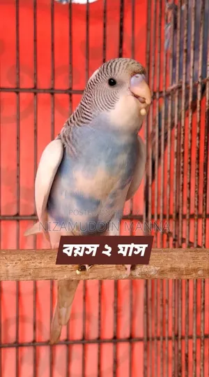 Budgerigar bird sell