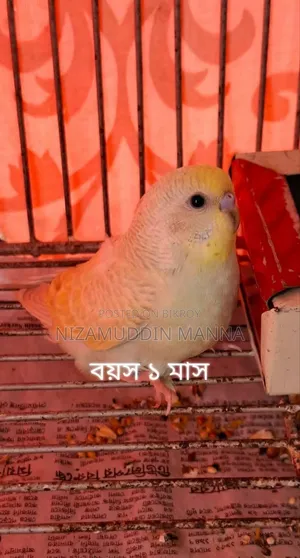 Budgerigar bird sell