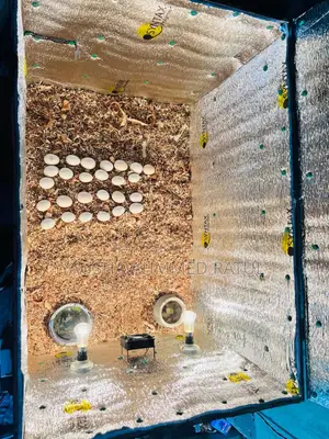Incubator Egg Hatching Machine