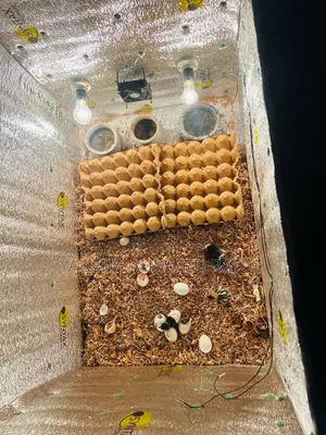 Incubator Egg Hatching Machine