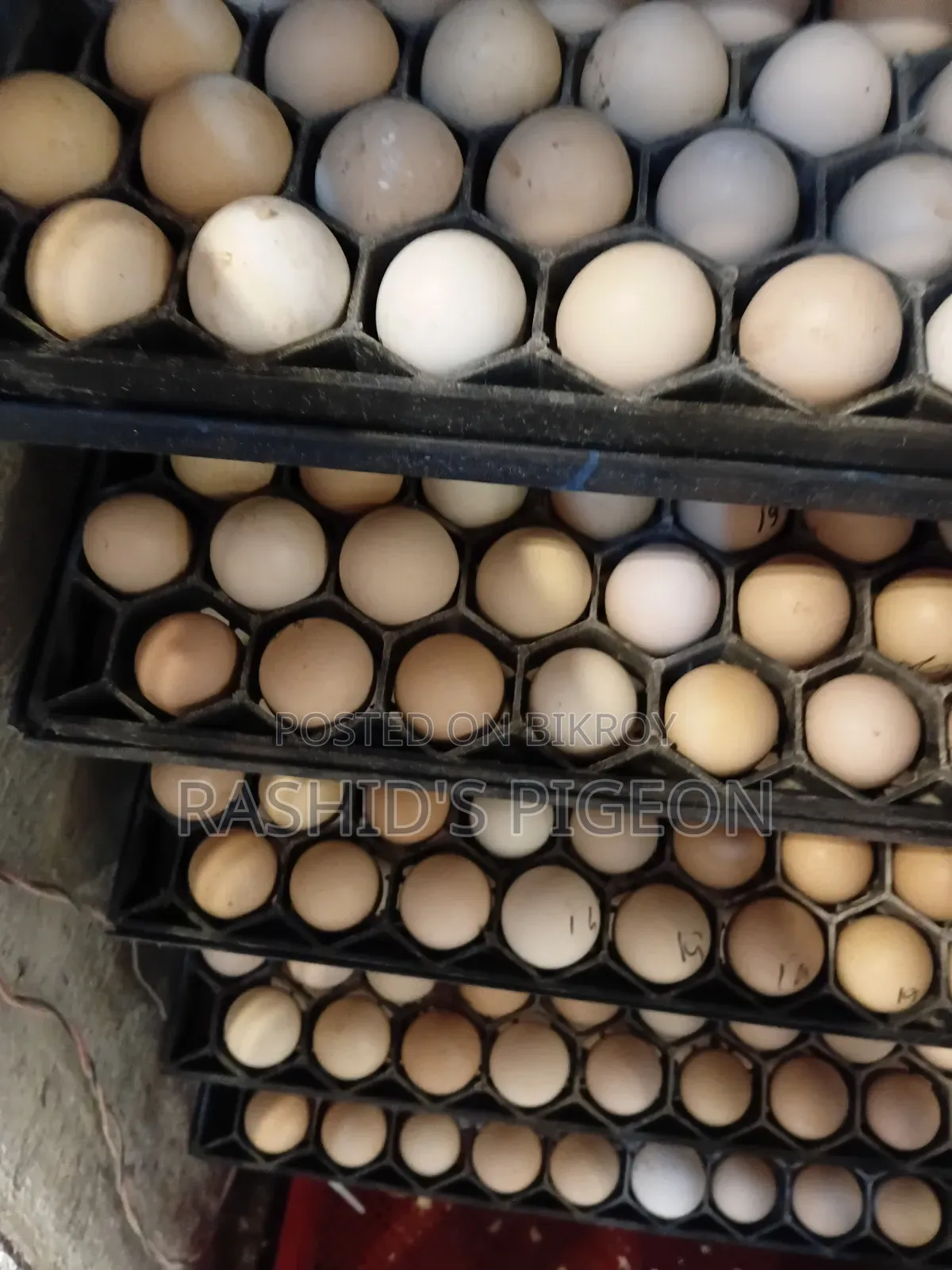 Tiger chicken hatching eggs