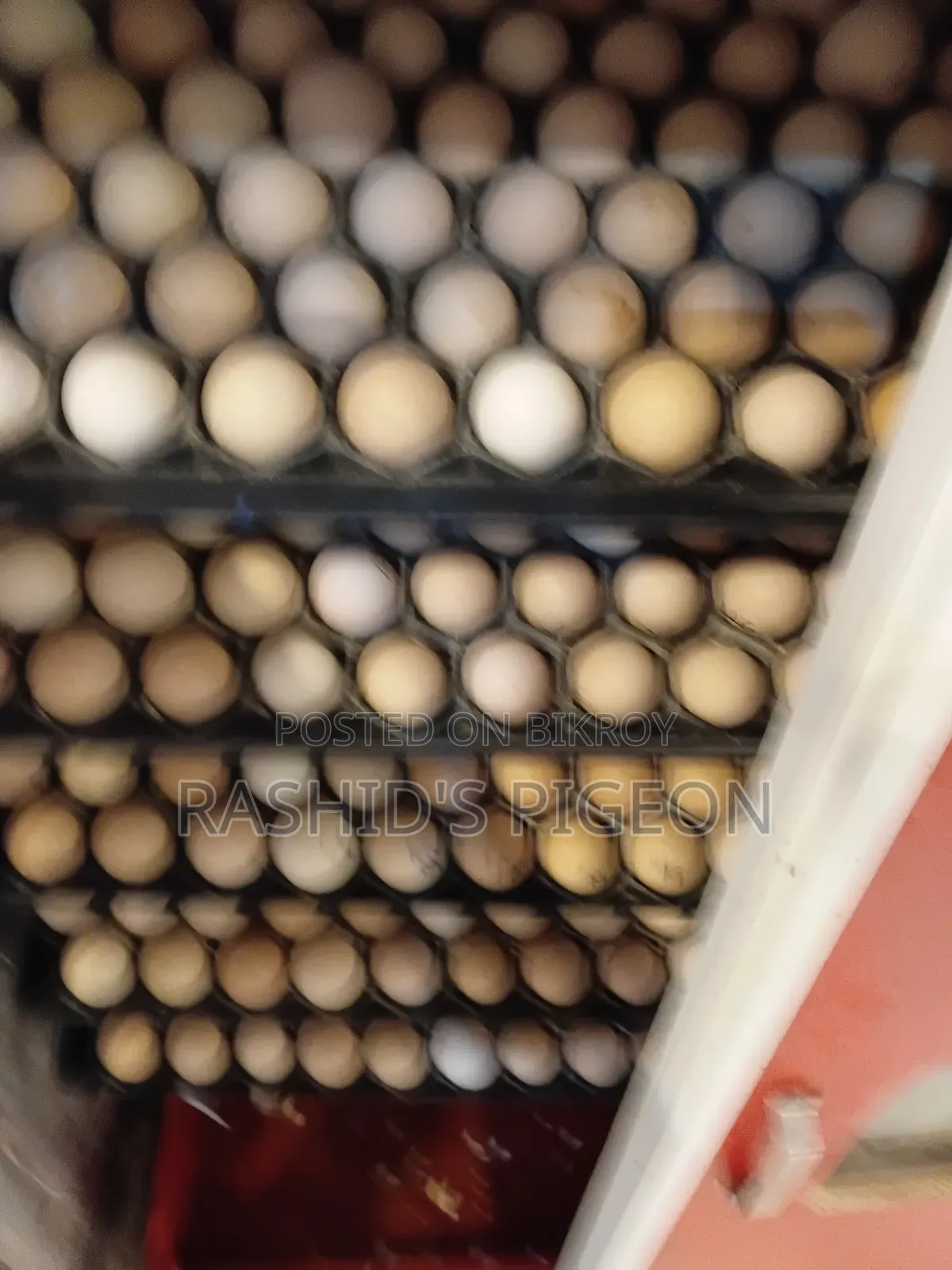 Tiger chicken hatching eggs