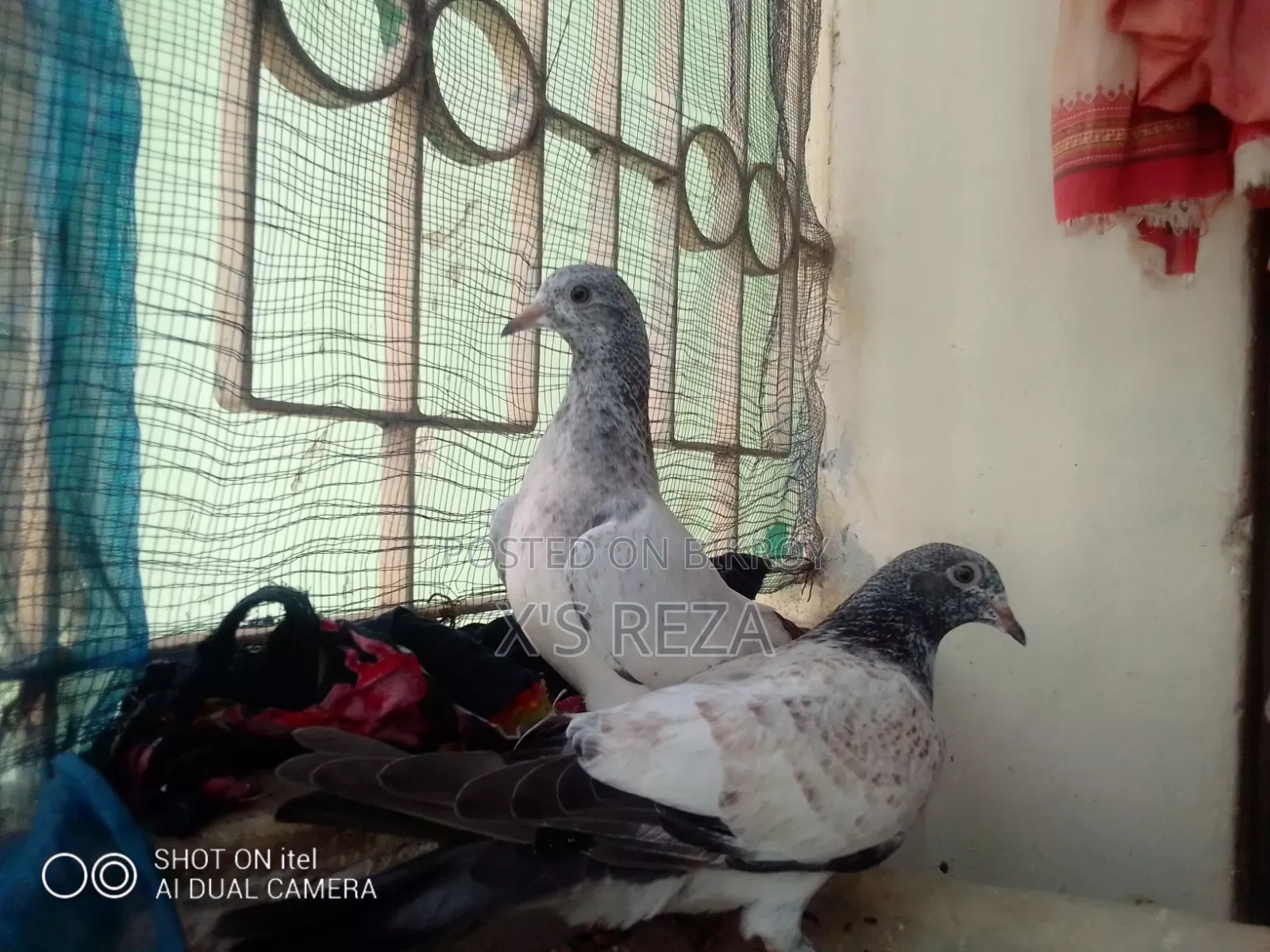 Baby Pigeon