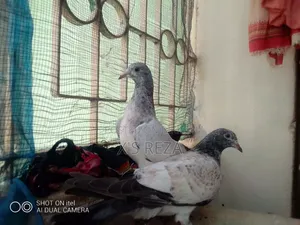 Baby Pigeon