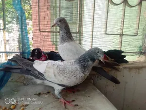 Baby Pigeon
