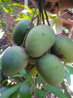 বুম্বাই জাতের ফ্রেশ মরমালিন মুক্ত আম।