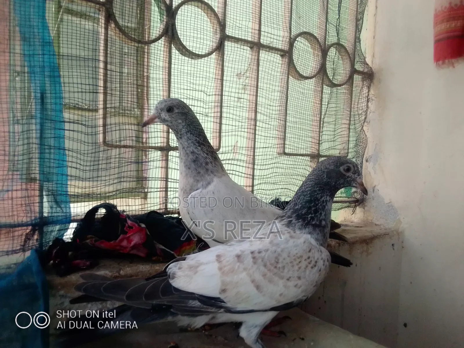 Baby Pigeon
