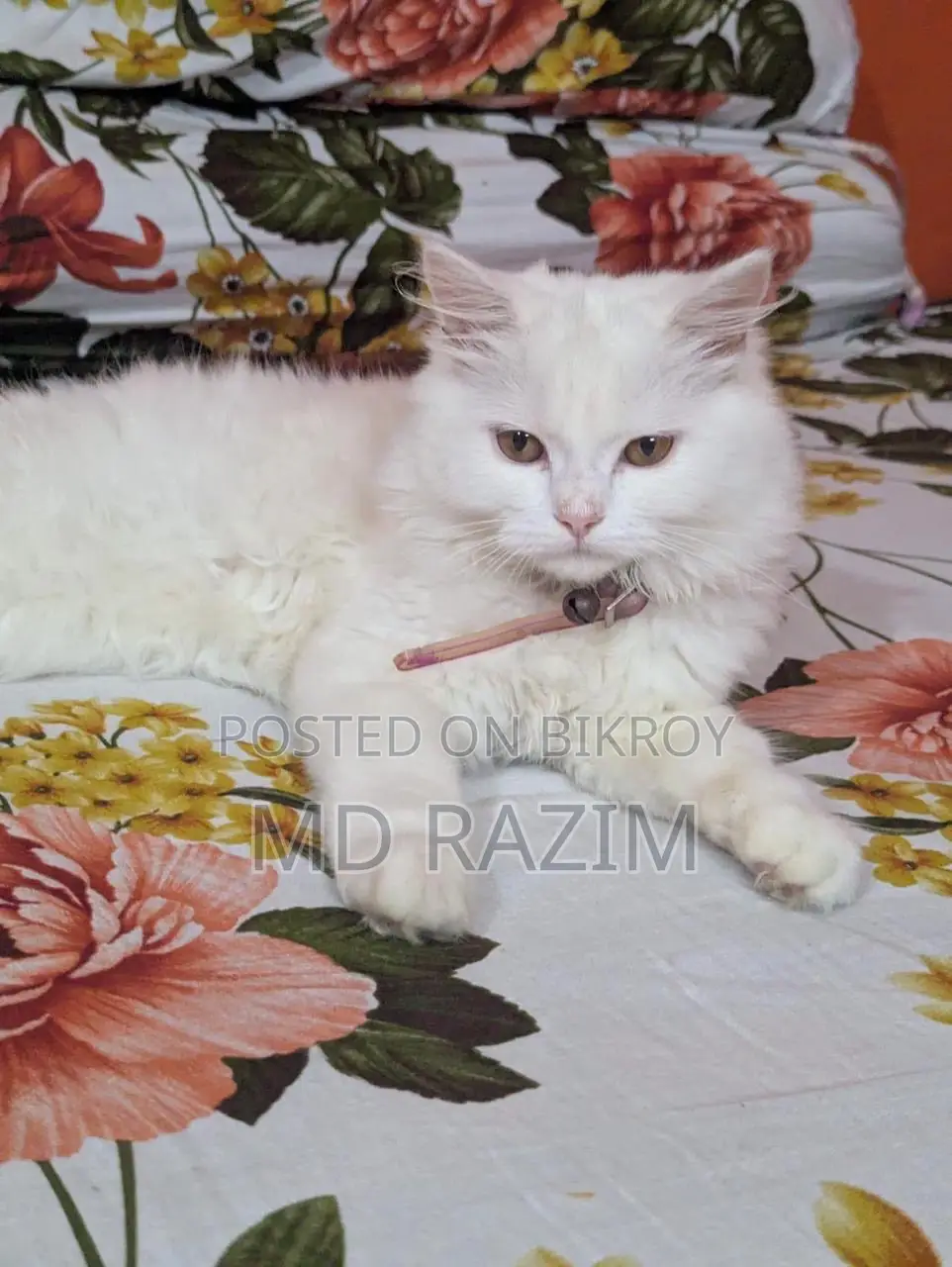 6-12 Months Female Purebred Persian