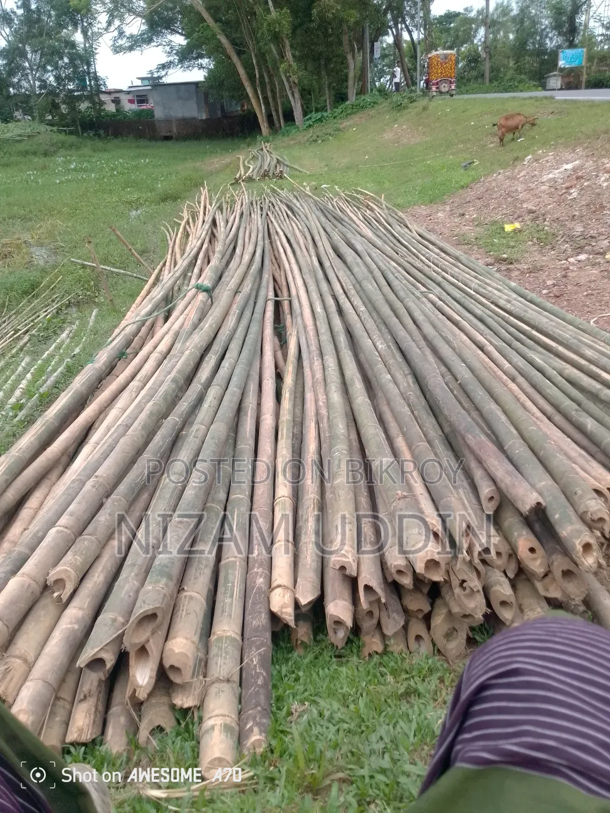 Betua Bamboo