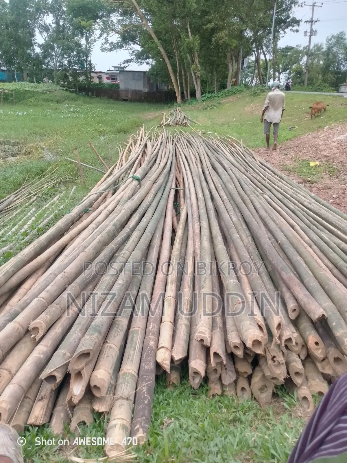 Betua Bamboo