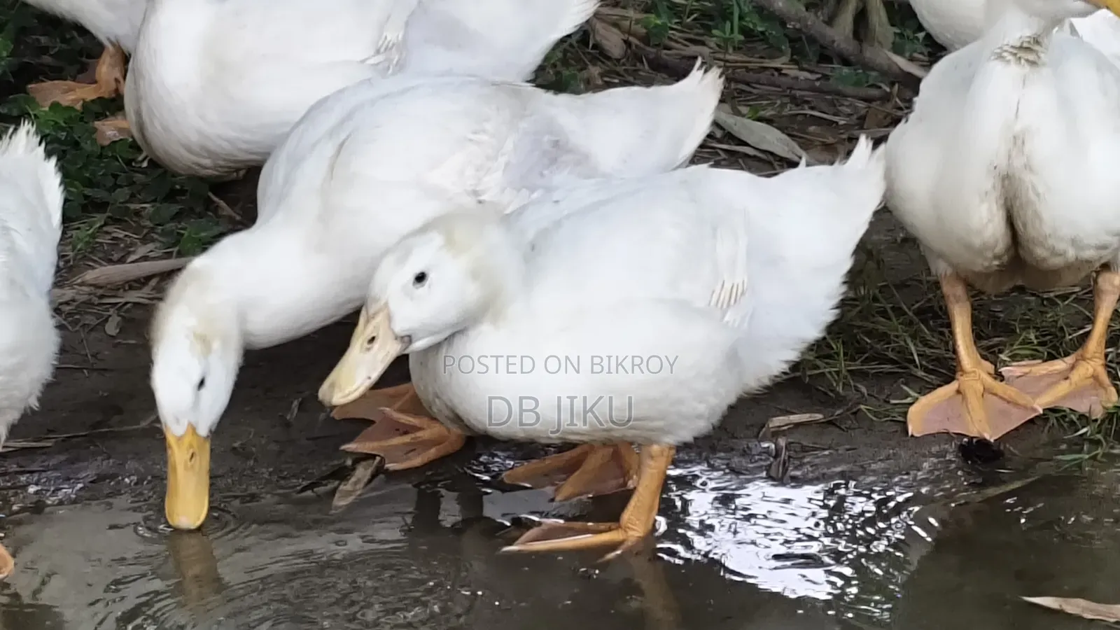 Sales Notice: 3kg+ Weight Ready Peking Star 13 Ducks For Sale!