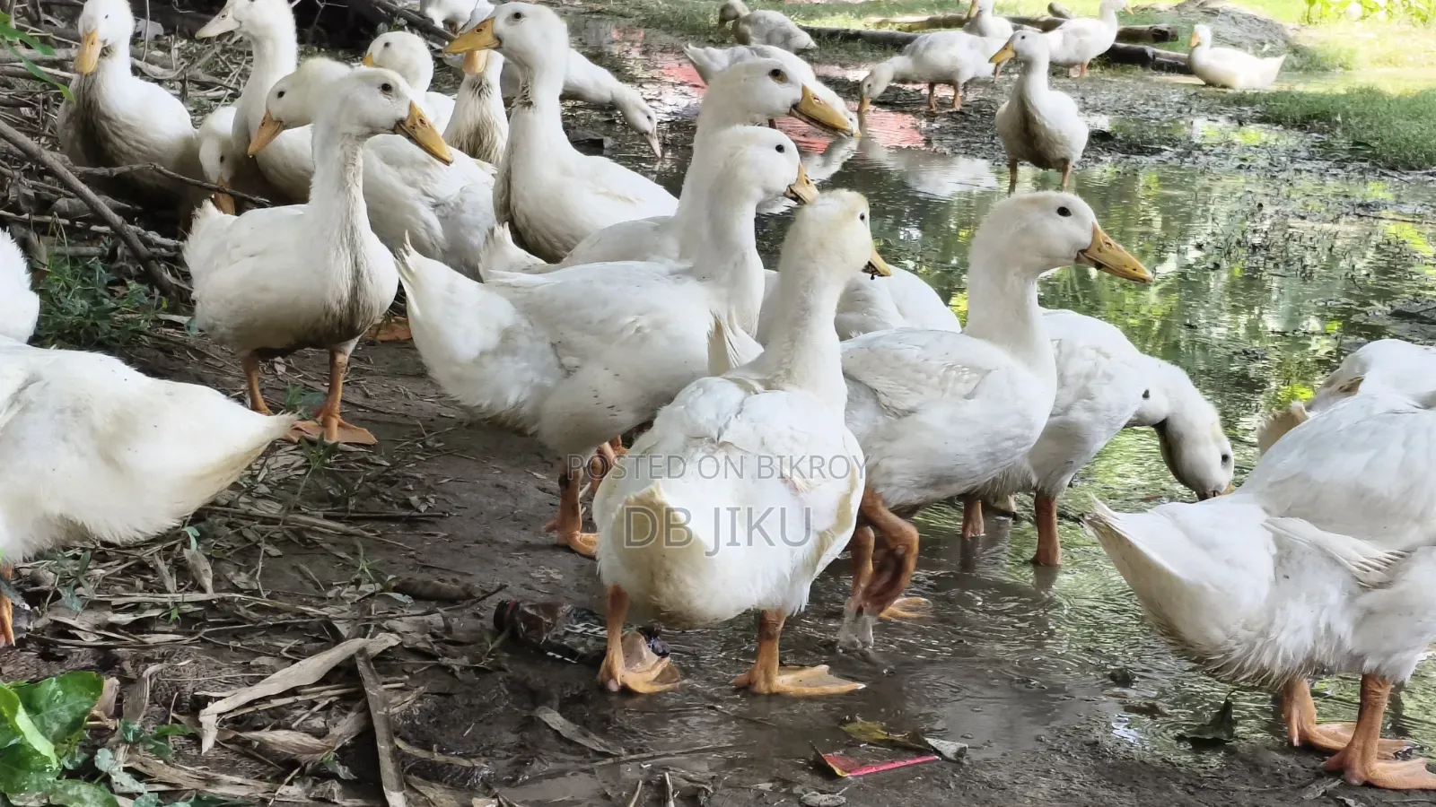 Sales Notice: 3kg+ Weight Ready Peking Star 13 Ducks For Sale!