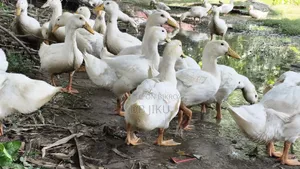 Sales Notice: 3kg+ Weight Ready Peking Star 13 Ducks For Sale!