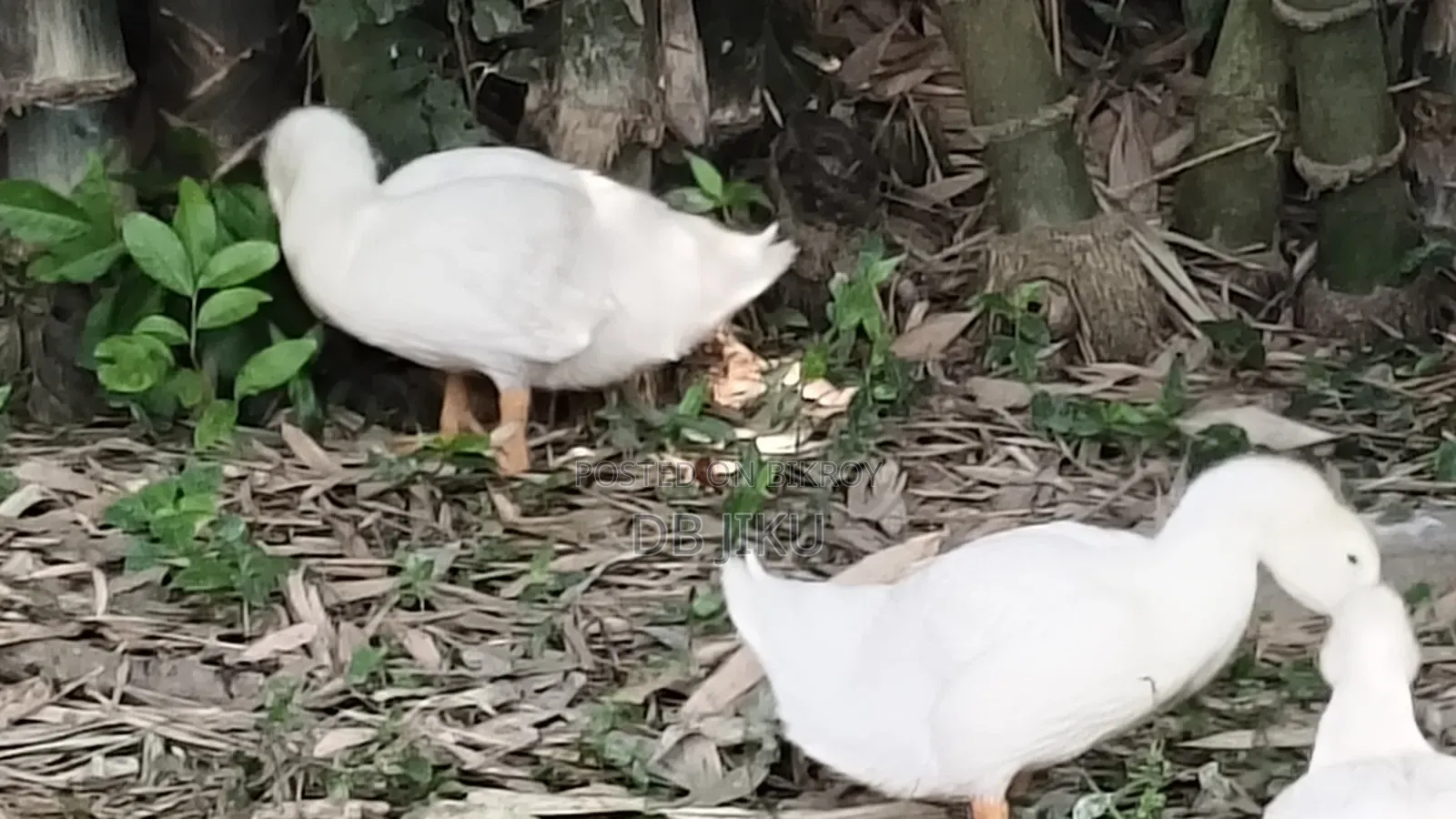 Sales Notice: 3kg+ Weight Ready Peking Star 13 Ducks For Sale!